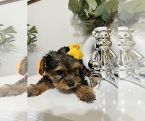 Yorkshire Terrier Puppy for sale in PALMETTO, FL, USA