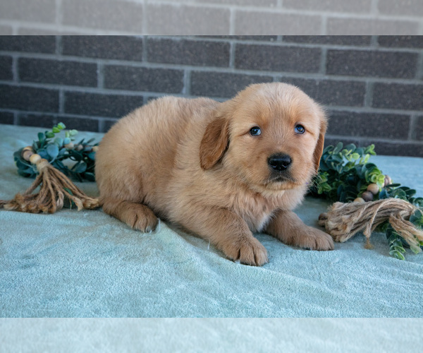 Medium Photo #1 Golden Retriever Puppy For Sale in MILLERSBURG, OH, USA