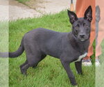 Small #1 Australian Kelpie-German Shepherd Dog Mix