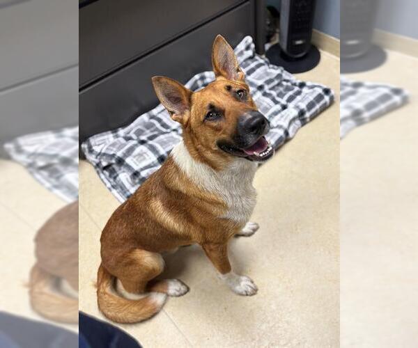 Medium Photo #1 German Shepherd Dog-Unknown Mix Puppy For Sale in Chula Vista, CA, USA