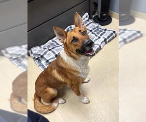 Medium German Shepherd Dog Mix