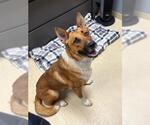 Small German Shepherd Dog Mix
