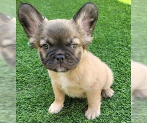 French Bulldog Puppy for Sale in LAS VEGAS, Nevada USA