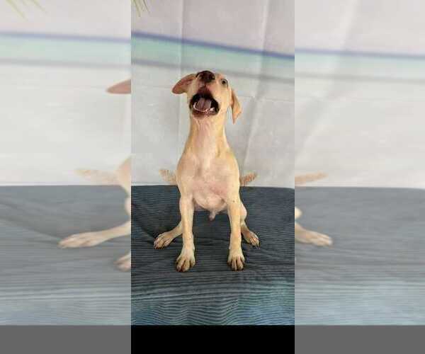 Medium Photo #6 Labrador Retriever-Unknown Mix Puppy For Sale in New York, NY, USA