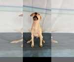 Small #5 Labrador Retriever Mix