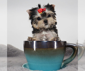 Yorkshire Terrier Puppy for sale in LOS ANGELES, CA, USA