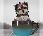 Image preview for Ad Listing. Nickname: Micro Minnie