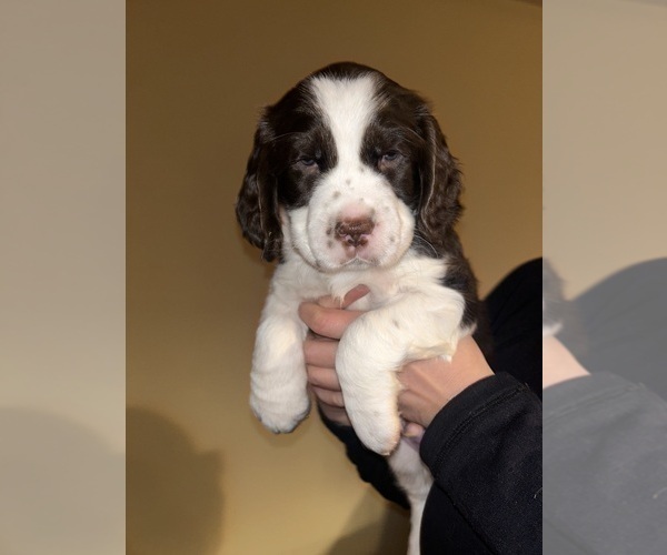 Medium Photo #1 English Springer Spaniel Puppy For Sale in PARKER, CO, USA
