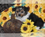 Small #2 Yorkshire Terrier