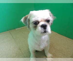 Shih Tzu Dog for Adoption in PATERSON, New Jersey USA