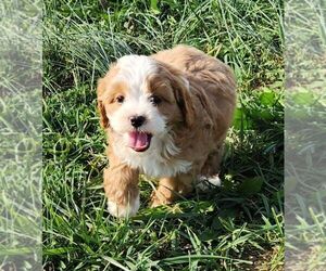 Cavapoo Puppy for sale in CARLISLE, KY, USA