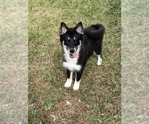Pomsky Puppy for sale in HAINES CITY, FL, USA