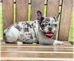 Small Photo #2 French Bulldog Puppy For Sale in COCO RIVER, FL, USA