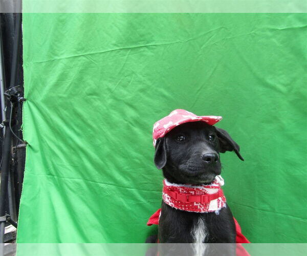 Medium Photo #1 Goldmation Puppy For Sale in San Diego, CA, USA