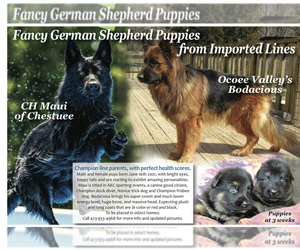 German Shepherd Dog Puppy for sale in CLEVELAND, TN, USA