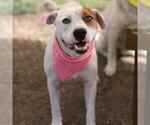Small American Staffordshire Terrier Mix
