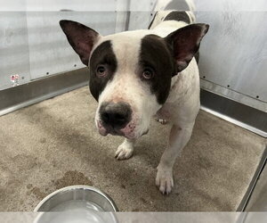 Mutt Dogs for adoption in San Bernardino, CA, USA