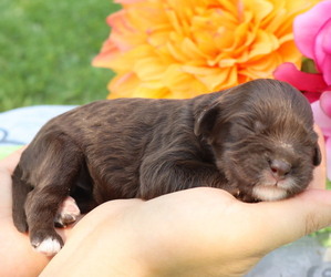 Medium Cavapoo