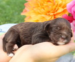 Puppy Shasta Cavapoo