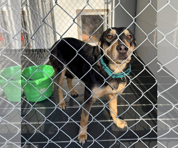 Medium Photo #7 Mutt Puppy For Sale in Hinton, WV, USA