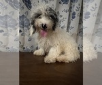 Small #13 Cavapoo-Poodle (Miniature) Mix