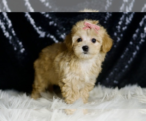 Medium Photo #4 Maltipoo Puppy For Sale in WARSAW, IN, USA