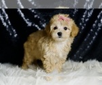 Small #3 Maltipoo