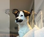 Small Photo #3 Labrador Retriever-Unknown Mix Puppy For Sale in Stephens City, VA, USA