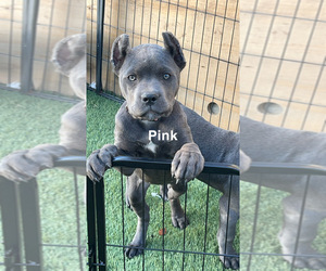 Cane Corso Puppy for sale in JOLIET, IL, USA