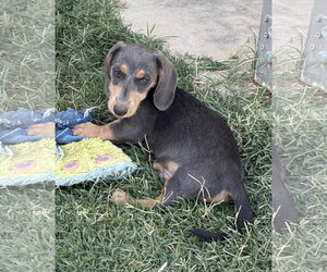 Dachshund Dogs for adoption in Hesperia, CA, USA