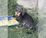 Small Dachshund
