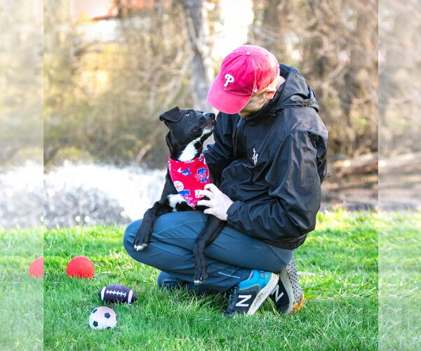 Medium Photo #3 Labrador Retriever-Unknown Mix Puppy For Sale in Unionville, PA, USA