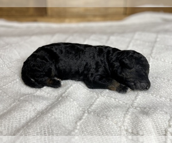 Medium Photo #7 Aussiedoodle Puppy For Sale in CONWAY, MO, USA