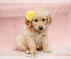 Golden Retriever Puppy for sale in LIBERTY, KY, USA