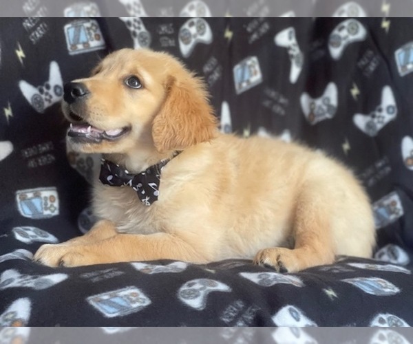 Medium Photo #10 Golden Retriever Puppy For Sale in LAKELAND, FL, USA