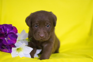 Labrador Retriever Puppy for sale in LEETONIA, OH, USA