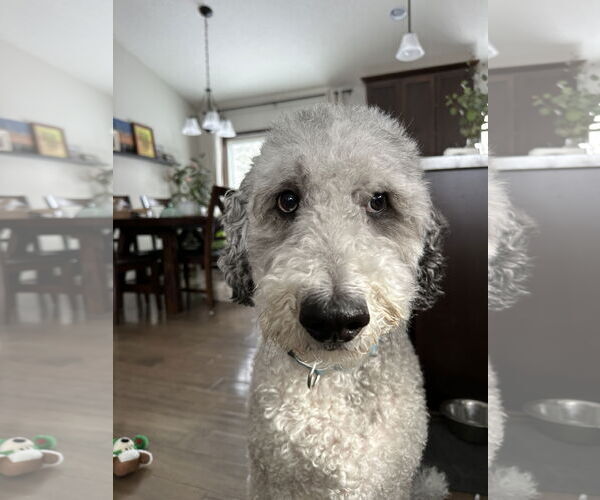 Medium Photo #2 Mutt Puppy For Sale in Brooklyn Center, MN, USA