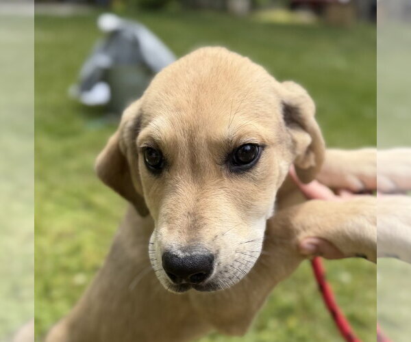 Medium Photo #1 Labrador Retriever Puppy For Sale in Yardley, PA, USA