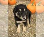 Small Photo #13 Australian Shepherd Puppy For Sale in WILLIAMS, AZ, USA
