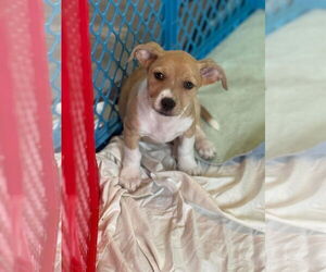Jack Chi Dogs for adoption in Slidell, LA, USA