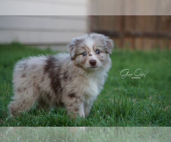 Medium Photo #4 Miniature Australian Shepherd Puppy For Sale in HOUSTON, TX, USA