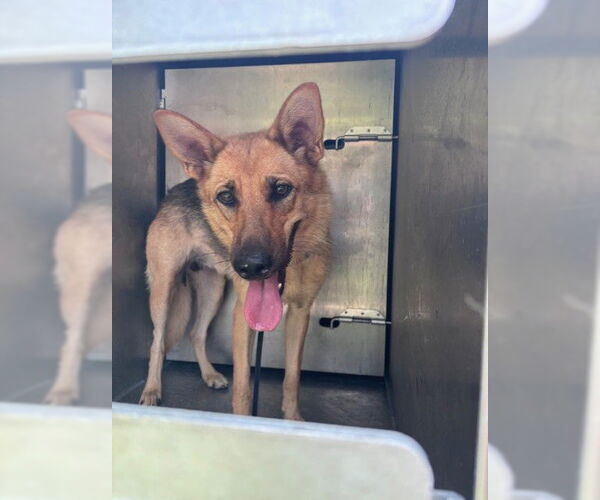 Medium Photo #1 German Shepherd Dog-Unknown Mix Puppy For Sale in Pasadena, TX, USA