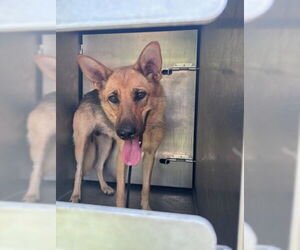 German Shepherd Dog-Unknown Mix Dogs for adoption in Pasadena, TX, USA