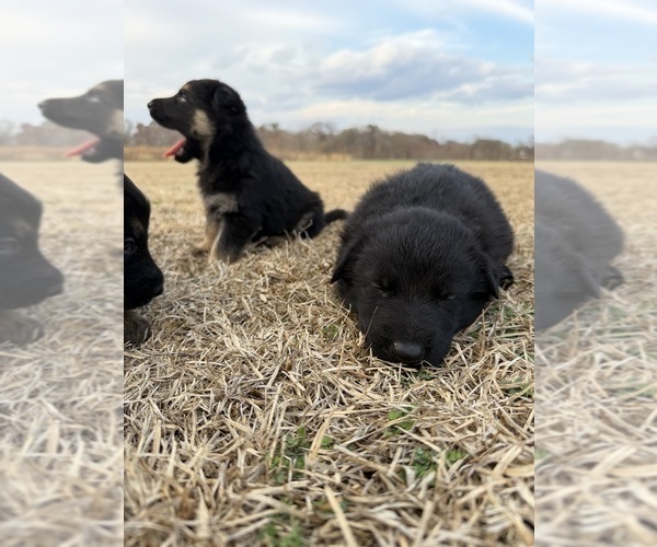 Medium Photo #5 German Shepherd Dog Puppy For Sale in GREENVILLE, NC, USA