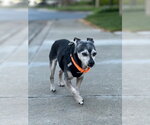 Small #1 Chihuahua Mix