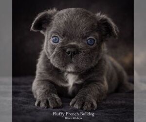 Medium French Bulldog