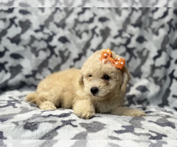 Medium Photo #2 Bichpoo Puppy For Sale in LAKELAND, FL, USA