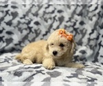 Small #1 Bichpoo