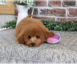 Small #2 Cavapoo (Miniature)