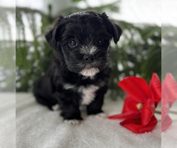 Medium Photo #7 Morkie Puppy For Sale in ROCK STREAM, NY, USA